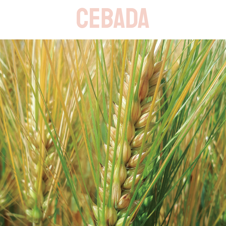 CEBADA