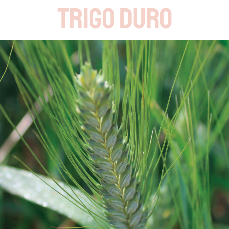 TRIGO DURO