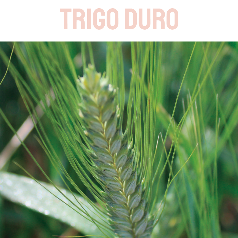 TRIGO BLANDO