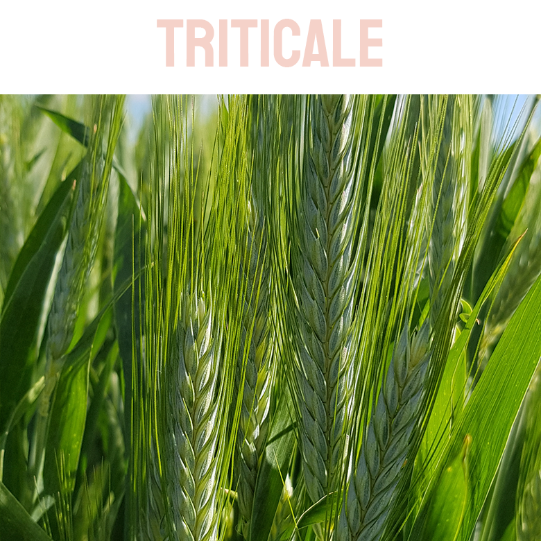 TRITICALE