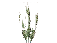 ENSAYOS