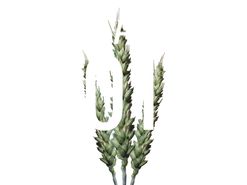ENSAYOS