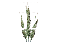 ENSAYOS