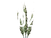 ENSAYOS