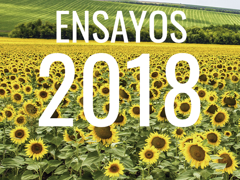 GIRASOL