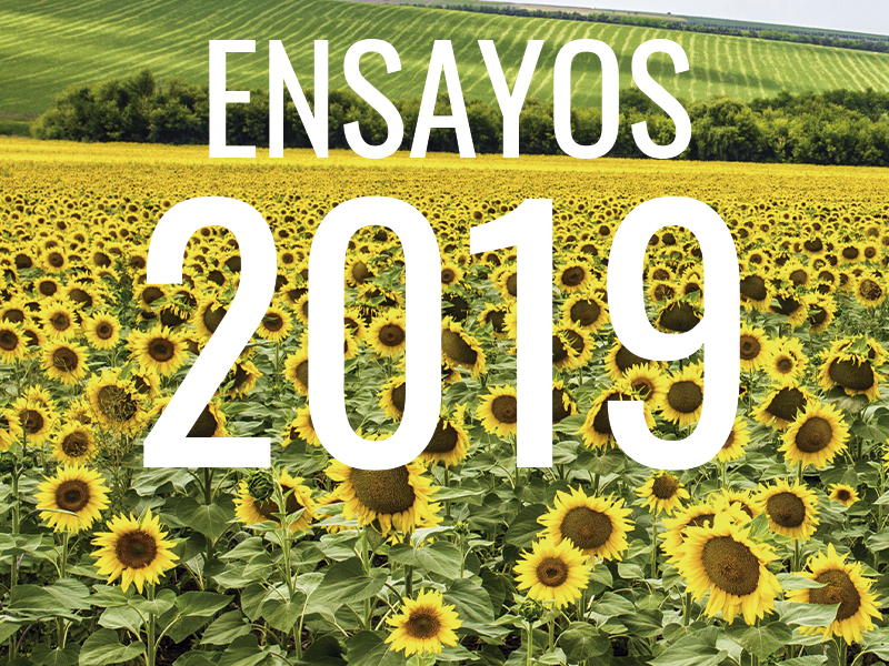 GIRASOL