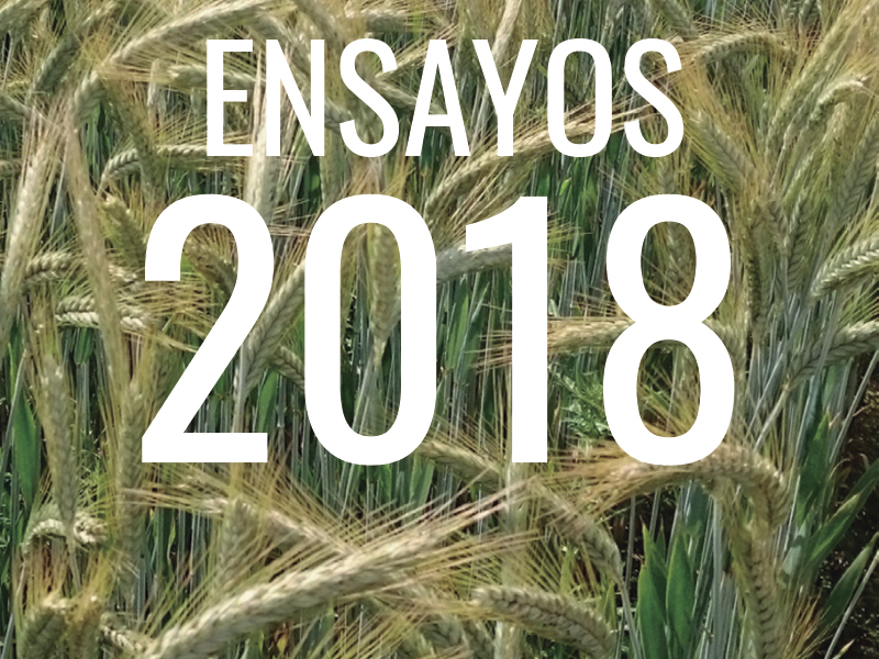 TRITICALE