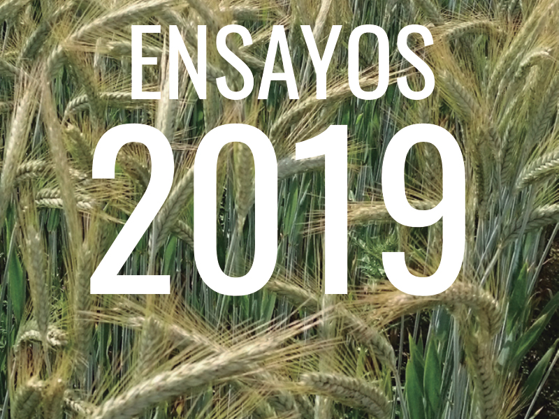 TRITICALE