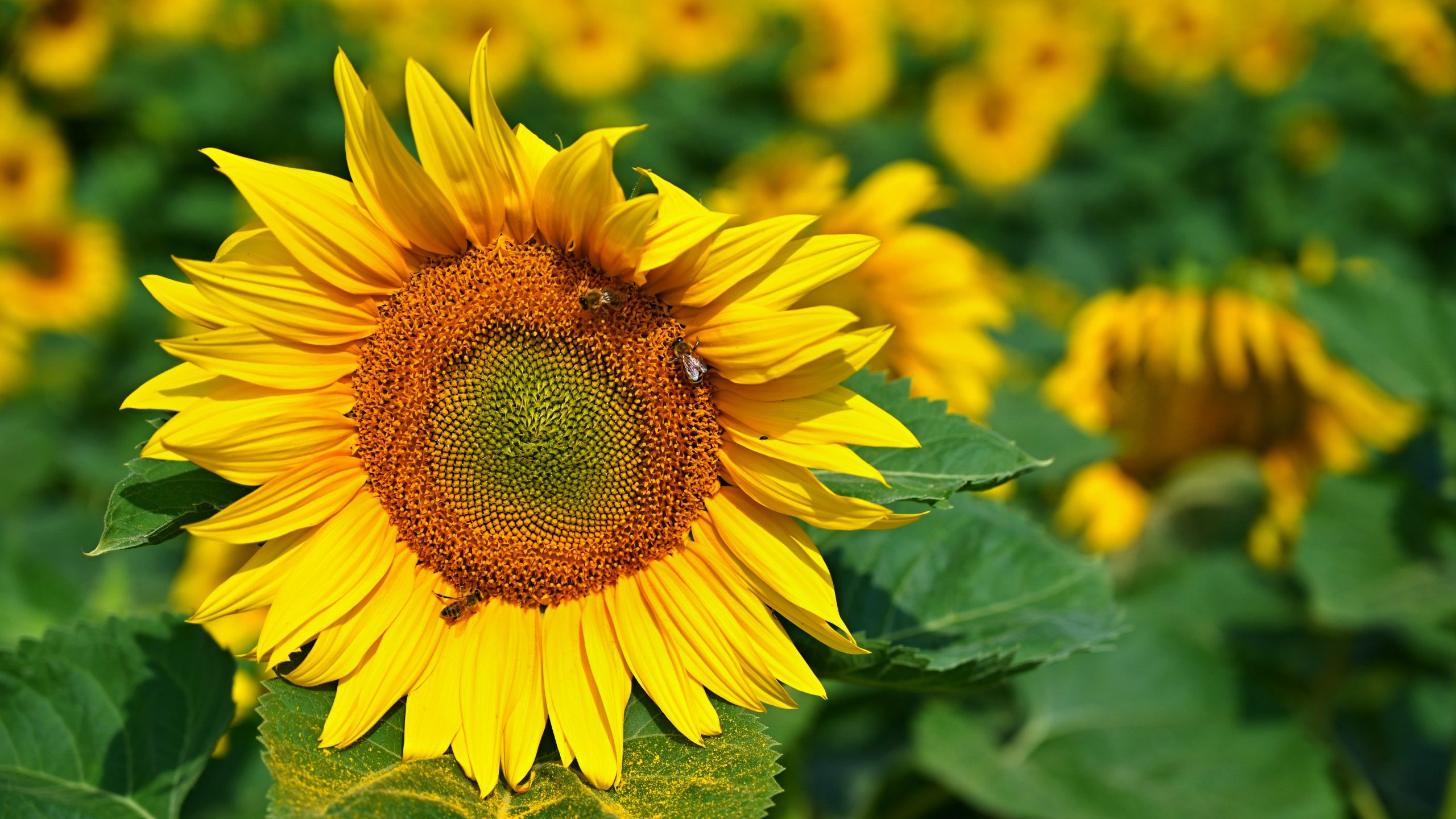 Beautiful yellow flowers – sunflower with bee. Traditional colorful summer background. (Helianthus)