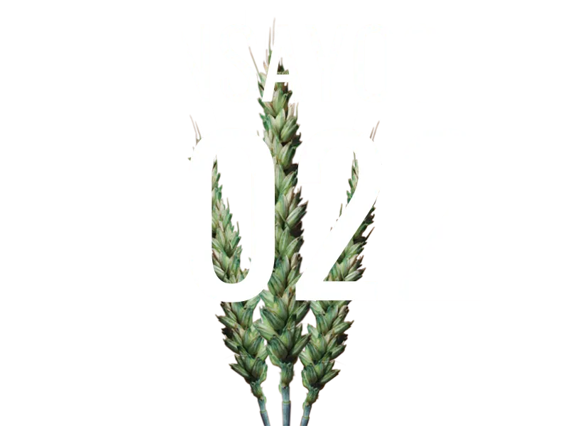 img-ensayos-trigo-2022