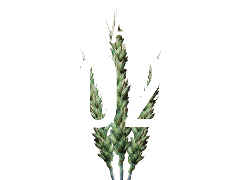 img-ensayos-trigo-2023