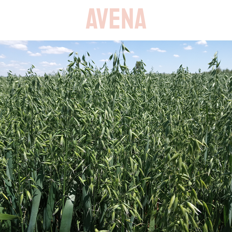 Avena