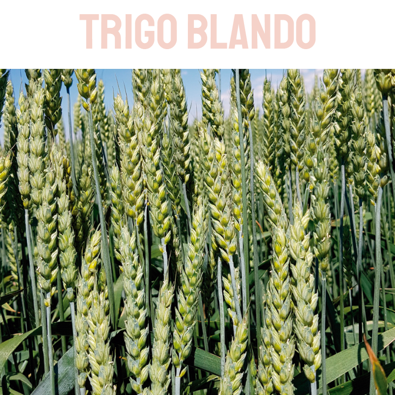 Trigo blando
