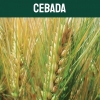 cebada-textoM