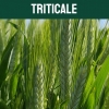 triticale-textoM